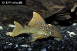baryancistrus demantoides baryancistrus demantoides