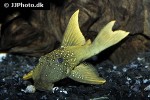 baryancistrus demantoides baryancistrus demantoides