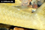 baryancistrus demantoides baryancistrus demantoides