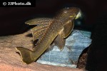 baryancistrus demantoides baryancistrus demantoides