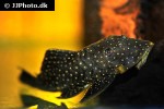 baryancistrus niveatus baryancistrus niveatus
