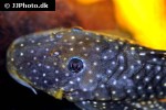 baryancistrus niveatus baryancistrus niveatus