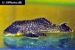 baryancistrus niveatus baryancistrus niveatus