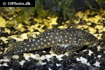 baryancistrus niveatus baryancistrus niveatus