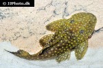 baryancistrus species l003 baryancistrus species l003