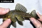 baryancistrus species l003 baryancistrus species l003