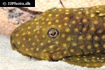 baryancistrus species l003 baryancistrus species l003