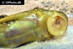 baryancistrus species l003 baryancistrus species l003