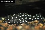 baryancistrus species l142 baryancistrus species l142