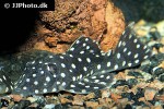 baryancistrus species l142 baryancistrus species l142