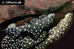 baryancistrus species l142 baryancistrus species l142
