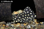 baryancistrus species l142 baryancistrus species l142