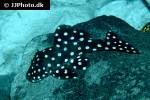 baryancistrus species l142 baryancistrus species l142