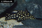baryancistrus species l142 baryancistrus species l142