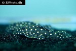 baryancistrus species l142 baryancistrus species l142