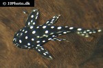 baryancistrus species l142 baryancistrus species l142