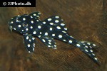 baryancistrus species l142 baryancistrus species l142