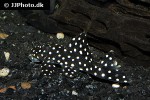 baryancistrus species l142 baryancistrus species l142