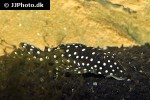 baryancistrus species l142 baryancistrus species l142