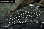 baryancistrus species l142 baryancistrus species l142