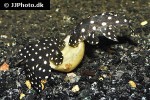 baryancistrus species l142 baryancistrus species l142