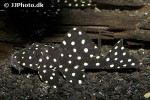baryancistrus species l142 baryancistrus species l142