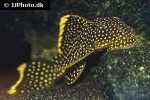 baryancistrus xanthellus l018 baryancistrus xanthellus l018