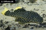baryancistrus xanthellus l018 baryancistrus xanthellus l018