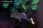 baryancistrus xanthellus l018 baryancistrus xanthellus l018