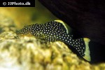 baryancistrus xanthellus l018 baryancistrus xanthellus l018