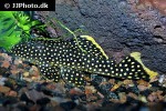 baryancistrus xanthellus l018 baryancistrus xanthellus l018