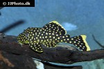 baryancistrus xanthellus l018 baryancistrus xanthellus l018