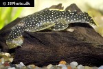 baryancistrus xanthellus l018 baryancistrus xanthellus l018