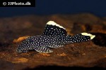 baryancistrus xanthellus l081 baryancistrus xanthellus l081