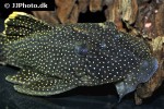 baryancistrus xanthellus l081 baryancistrus xanthellus l081