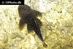 baryancistrus xanthellus l081 baryancistrus xanthellus l081