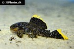 baryancistrus xanthellus l081 baryancistrus xanthellus l081