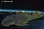 baryancistrus xanthellus l081 baryancistrus xanthellus l081