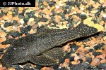 baryancistrus xanthellus l081 baryancistrus xanthellus l081