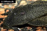 baryancistrus xanthellus l081 baryancistrus xanthellus l081