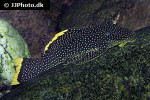baryancistrus xanthellus l081 baryancistrus xanthellus l081