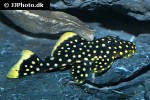 baryancistrus xanthellus l177 baryancistrus xanthellus l177