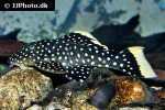 baryancistrus xanthellus l177 baryancistrus xanthellus l177