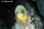 baryancistrus xanthellus l177 baryancistrus xanthellus l177