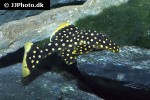 baryancistrus xanthellus l177 baryancistrus xanthellus l177
