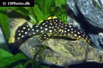 baryancistrus xanthellus l177 baryancistrus xanthellus l177
