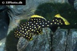 baryancistrus xanthellus l177 baryancistrus xanthellus l177