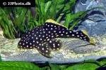 baryancistrus xanthellus l177 baryancistrus xanthellus l177