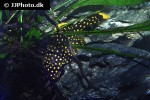 baryancistrus xanthellus l177 baryancistrus xanthellus l177