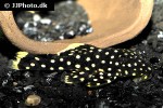 baryancistrus xanthellus l177 baryancistrus xanthellus l177
